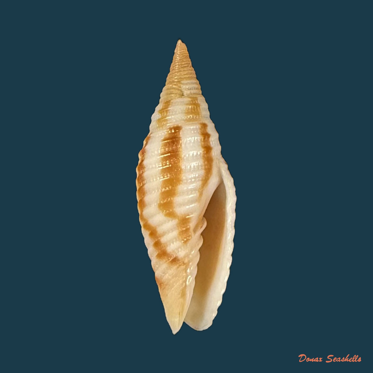 Imbricaria insculpta (A. Adams, 1853) - 19,6mm