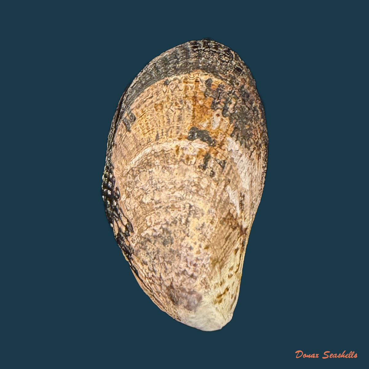 Perumytilus purpuratus (Lamarck, 1819) - 25,4mm