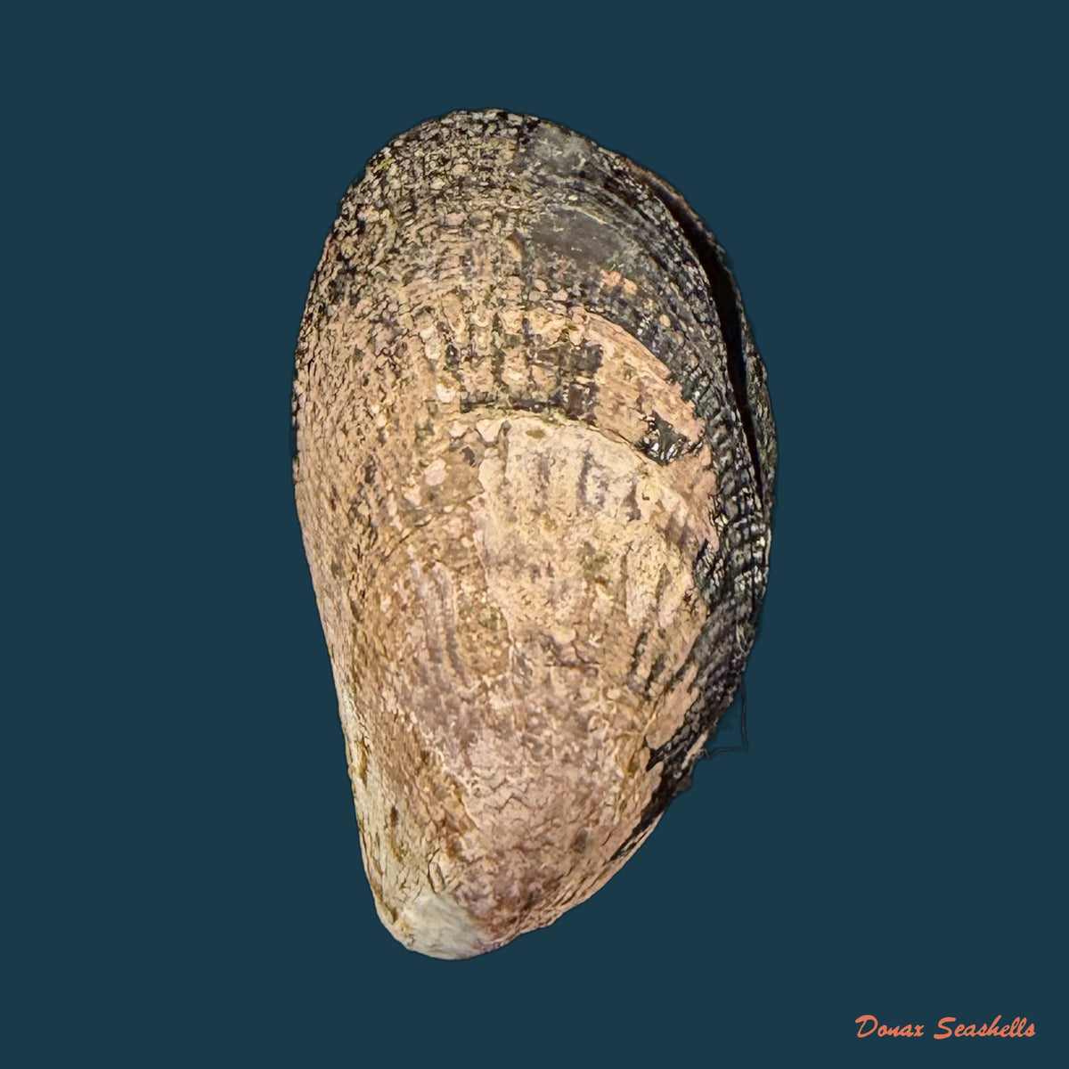 Perumytilus purpuratus (Lamarck, 1819) - 25,4mm