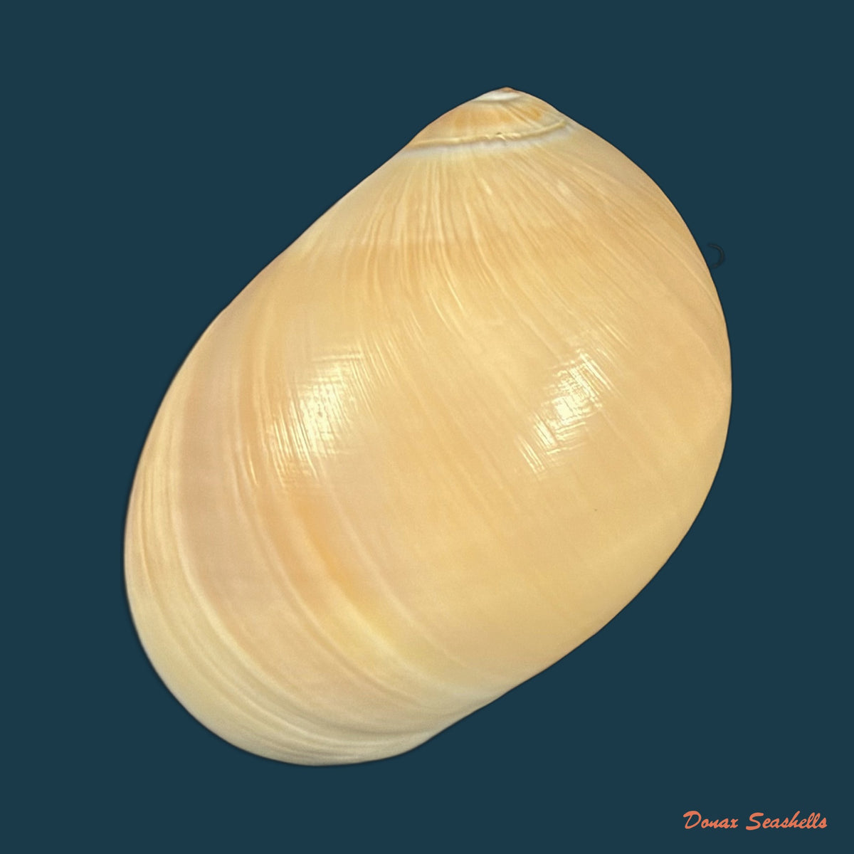 Polinices hepaticus (Röding, 1798) - 34,8mm