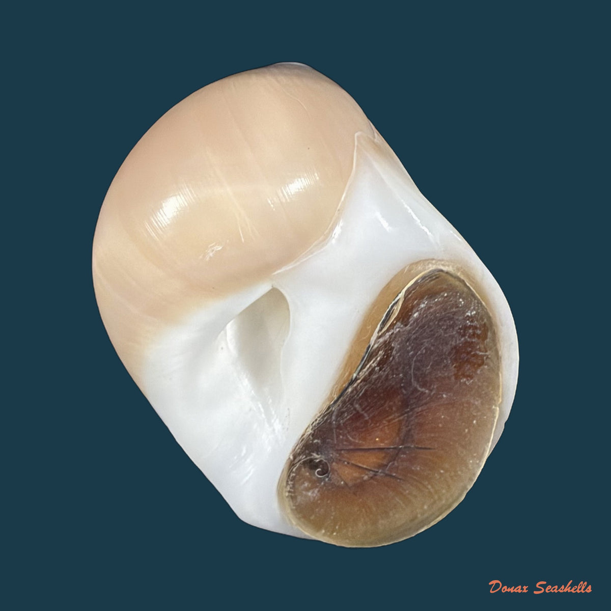 Polinices hepaticus (Röding, 1798) - 34,8mm
