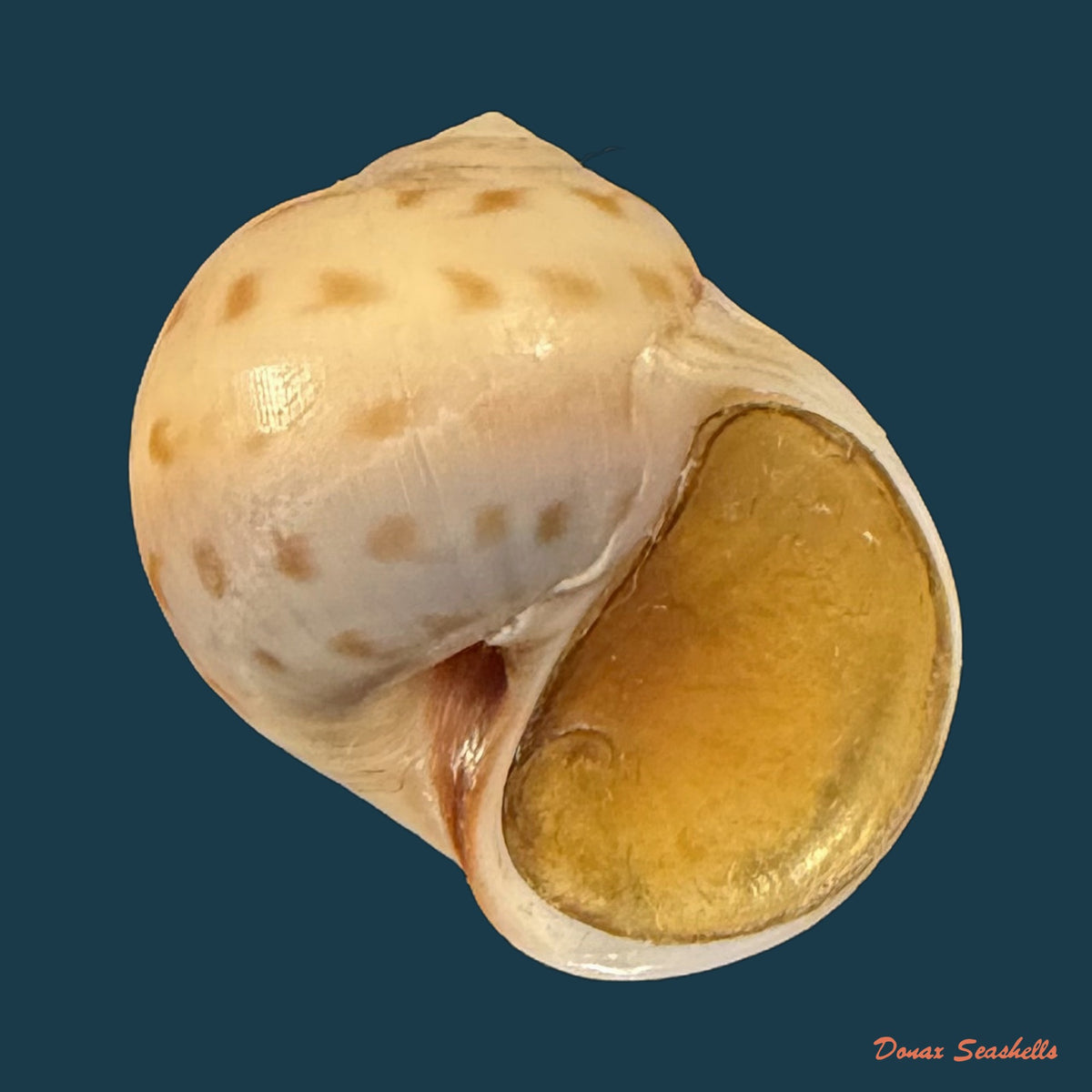 Euspira grossularia (Marche-Marchad, 1957) - 22,6mm