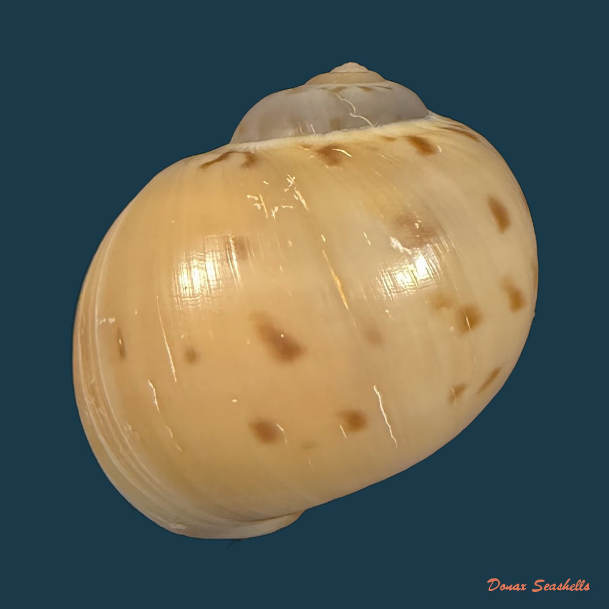 Euspira grossularia (Marche-Marchad, 1957) - 24,2mm