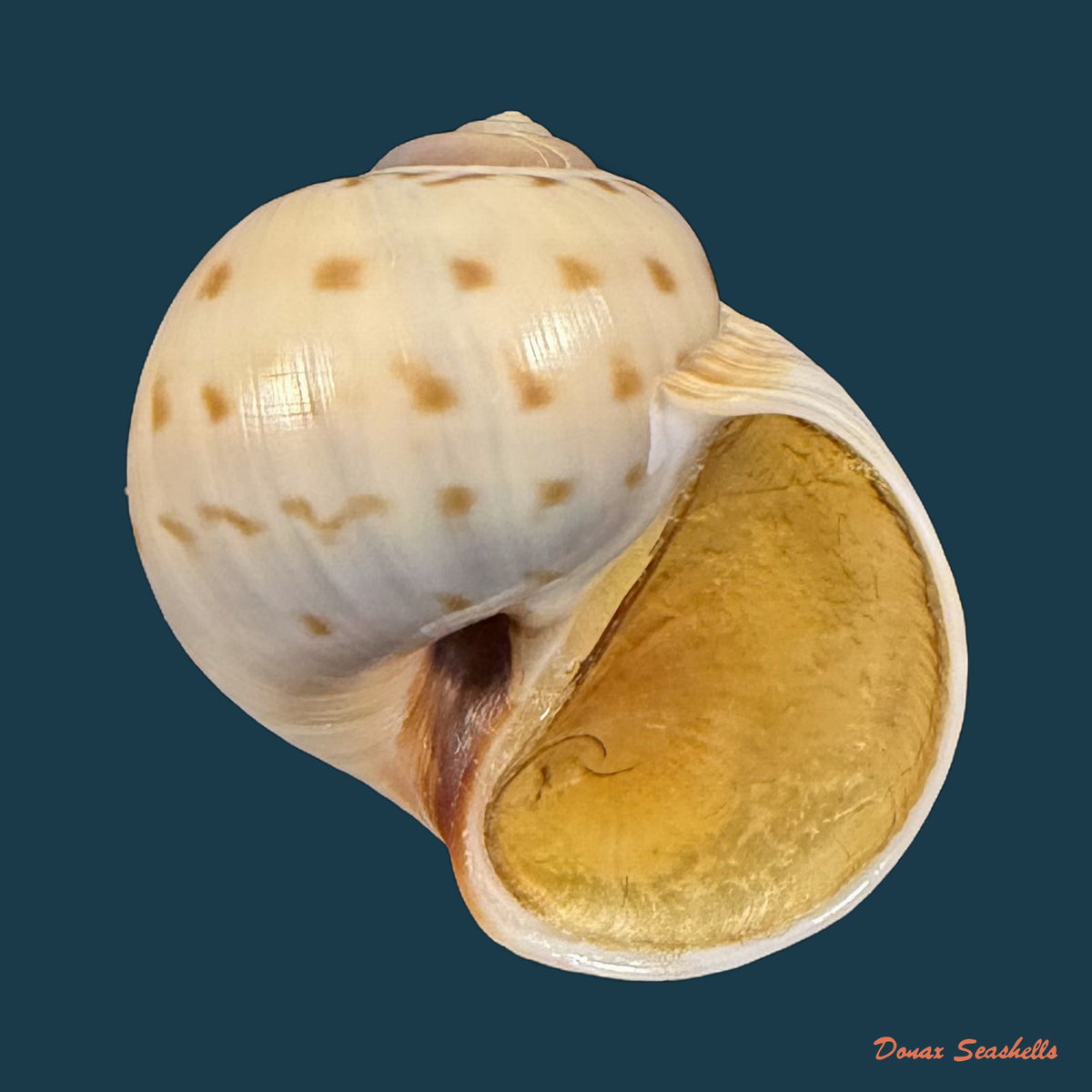 Euspira grossularia (Marche-Marchad, 1957) - 24,2mm