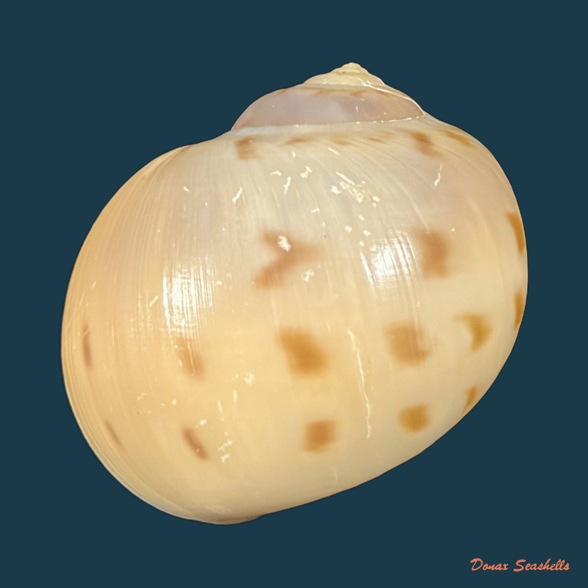 Euspira grossularia (Marche-Marchad, 1957) - 24,1mm