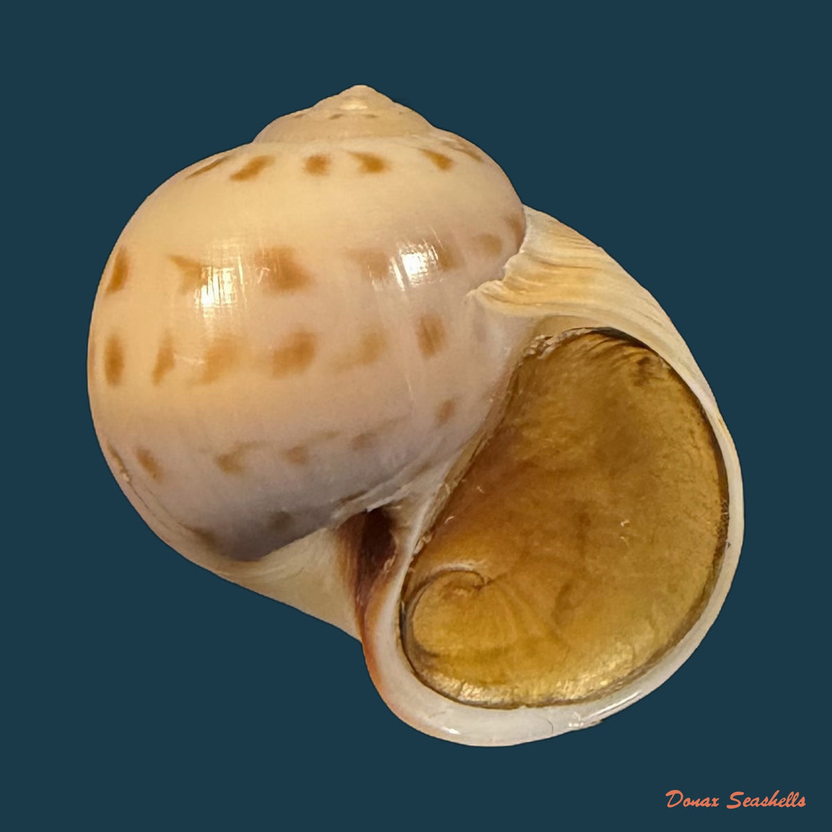 Euspira grossularia (Marche-Marchad, 1957) - 24,9mm