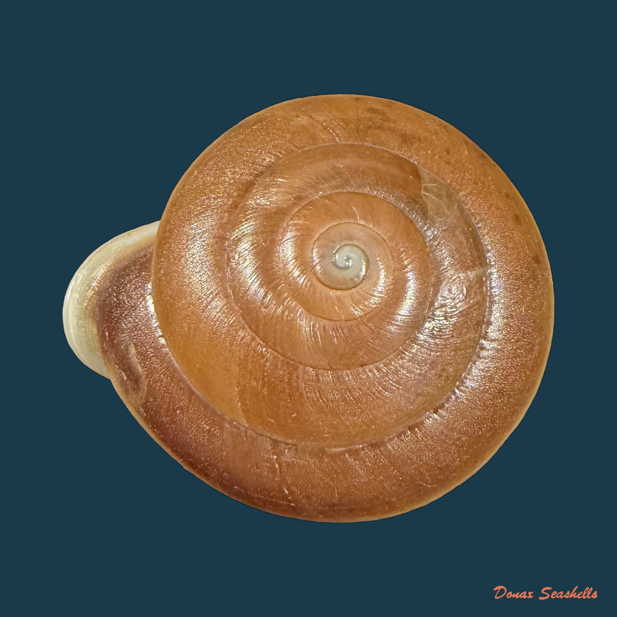 Labyrinthus bifurcatus (Deshayes, 1838) - 36,8mm