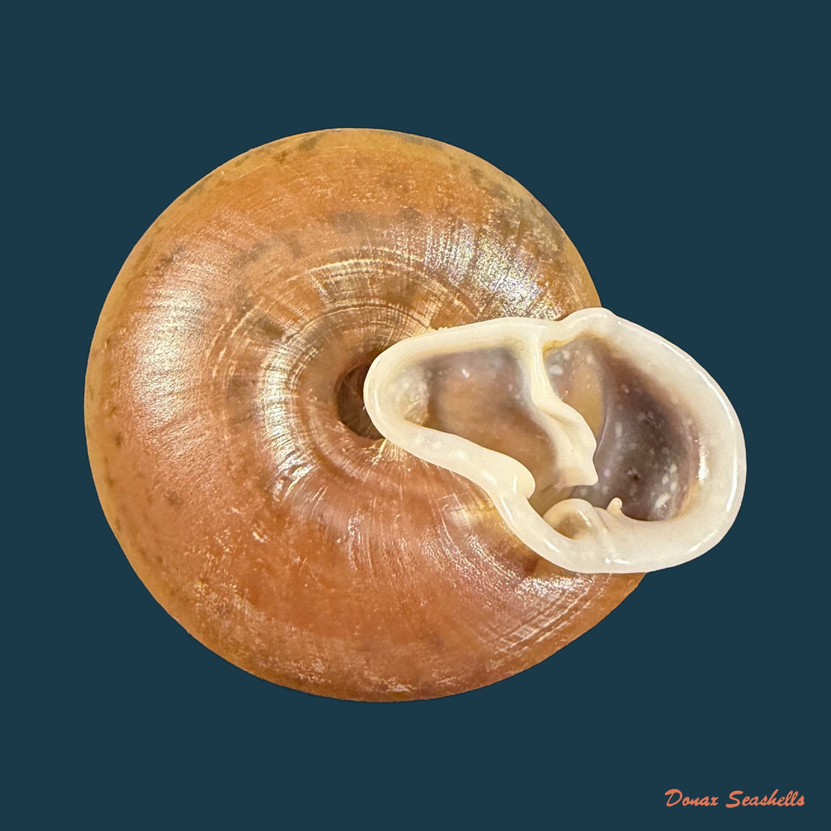 Labyrinthus bifurcatus (Deshayes, 1838) - 36,8mm