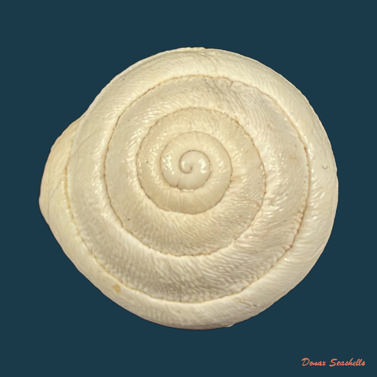 Sphincterochila roumensiana (Pallary, 1918) - 20,2mm