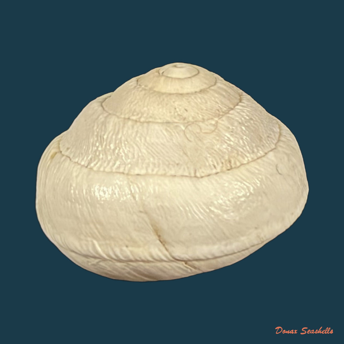 Sphincterochila roumensiana (Pallary, 1918) - 20,2mm