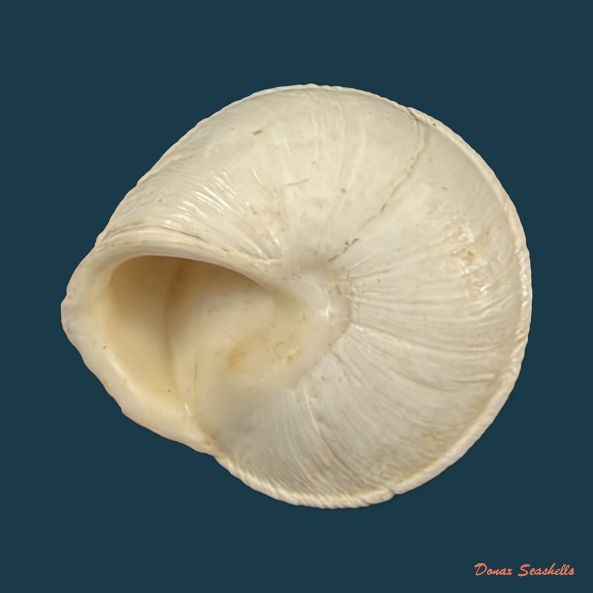 Sphincterochila roumensiana (Pallary, 1918) - 20,2mm
