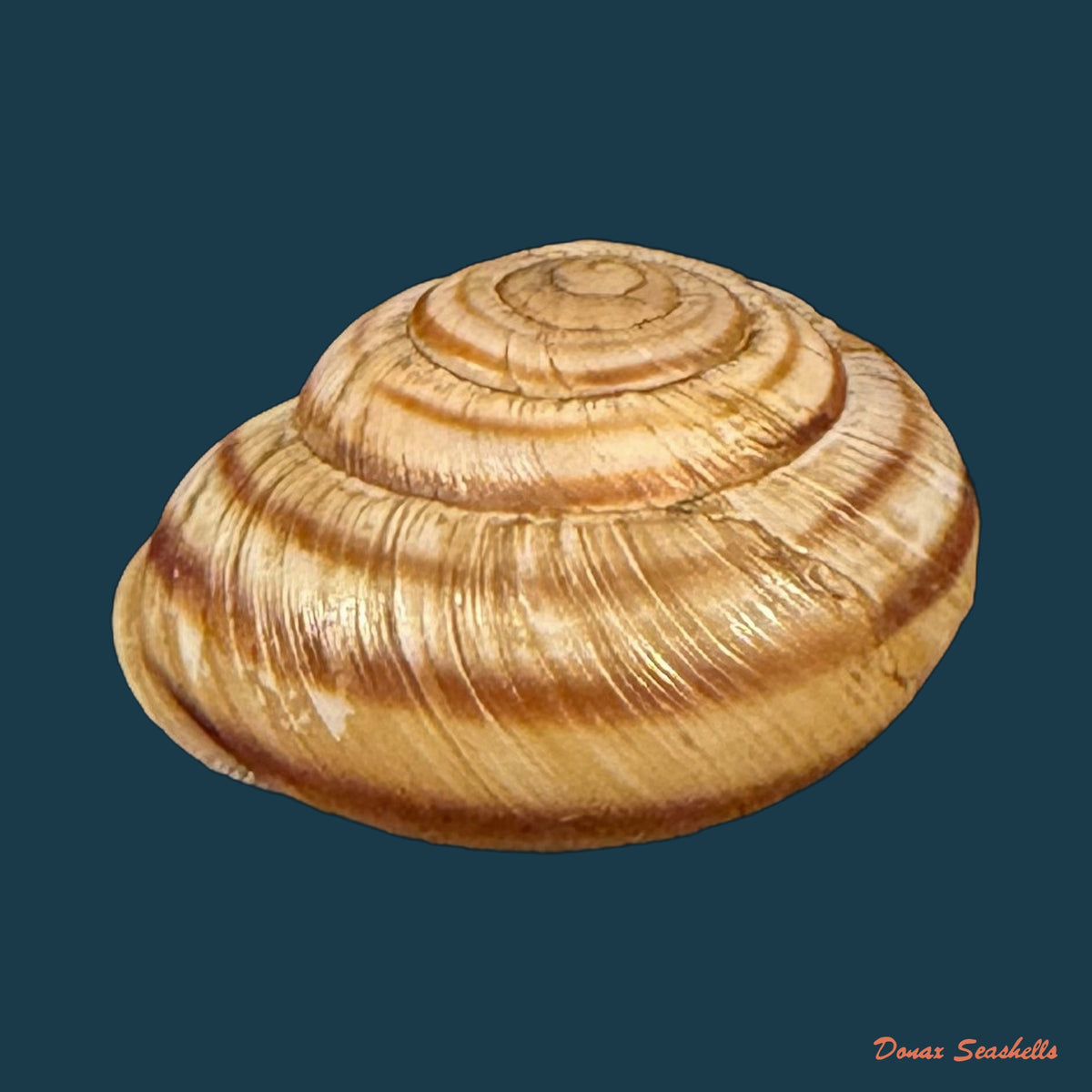 Helicigona rumelica (E. A. Rossmässler, 1838) - 20,5mm