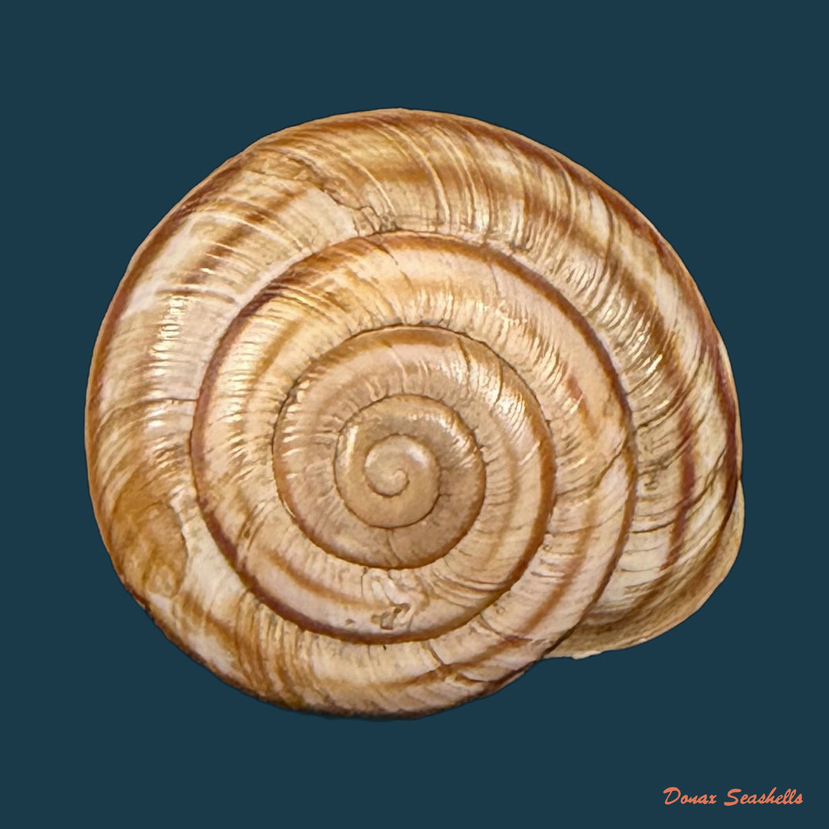 Helicigona rumelica (E. A. Rossmässler, 1838) - 20,5mm