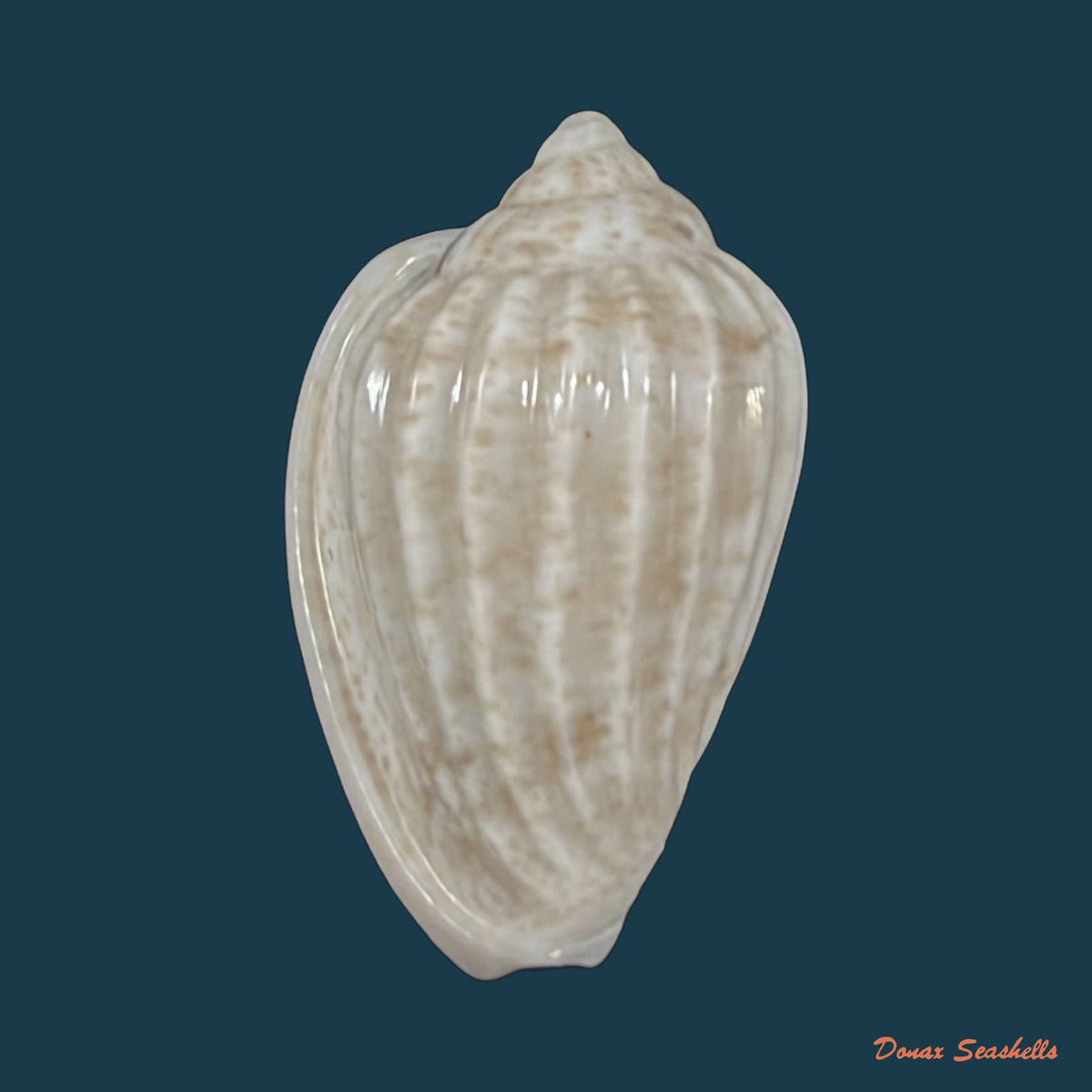 Glabella mozambicana Boyer, 2014 - 19mm