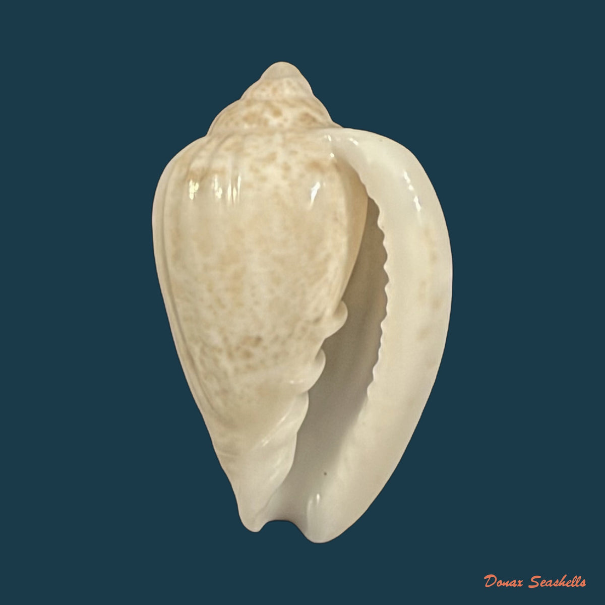Glabella mozambicana Boyer, 2014 - 19mm