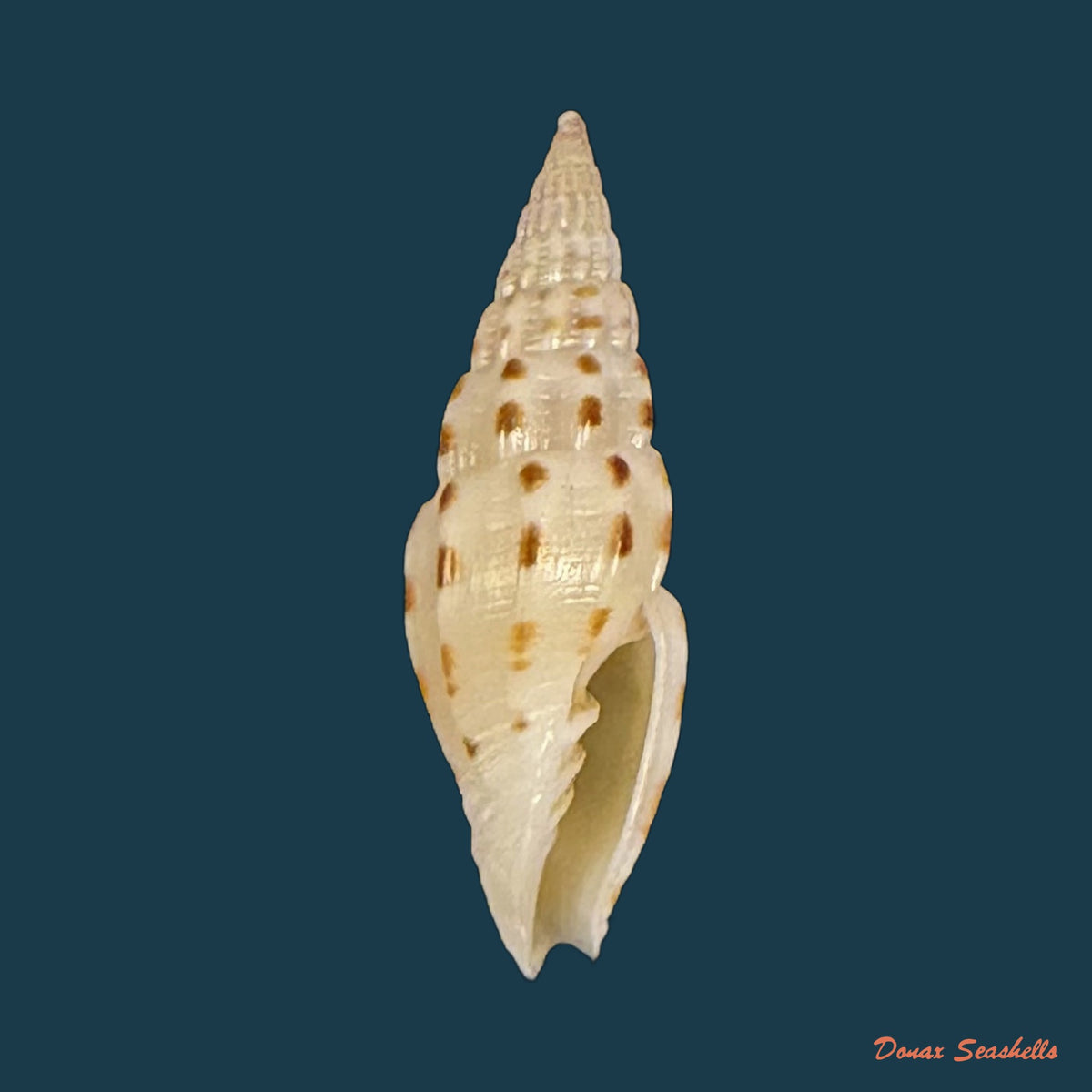 Vexillum michaui wilsi Buijse & H. Dekker, 1990 - 13,2mm