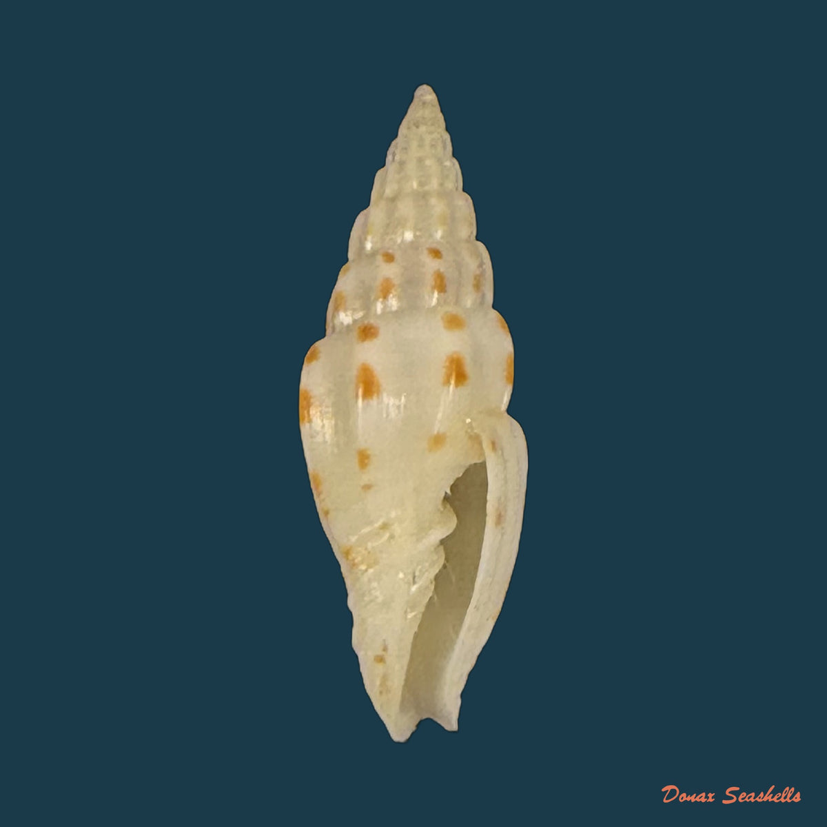 Vexillum michaui wilsi Buijse & H. Dekker, 1990 - 12,5mm