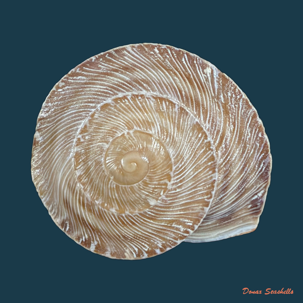 Loxana vondeli (Pallary, 1928) - 34,8mm