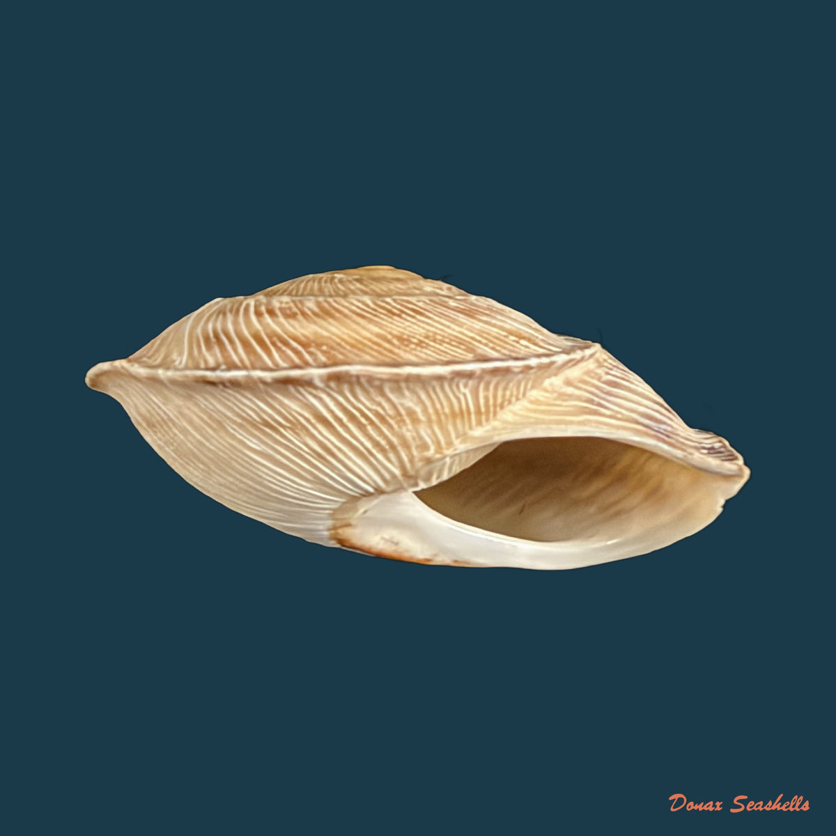 Loxana vondeli (Pallary, 1928) - 34,8mm