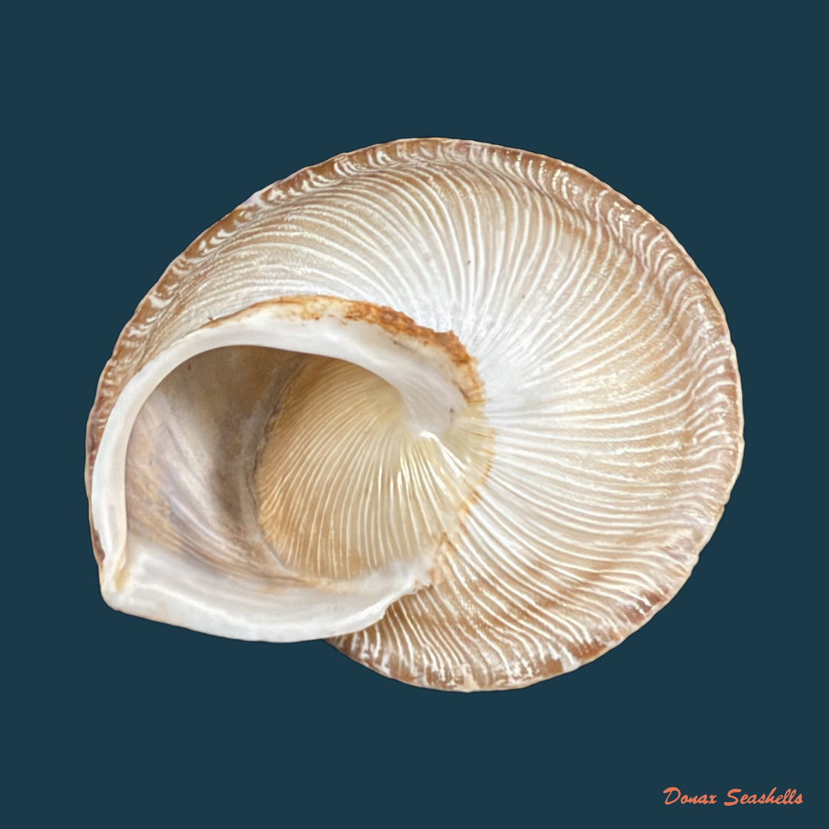 Loxana vondeli (Pallary, 1928) - 34,8mm