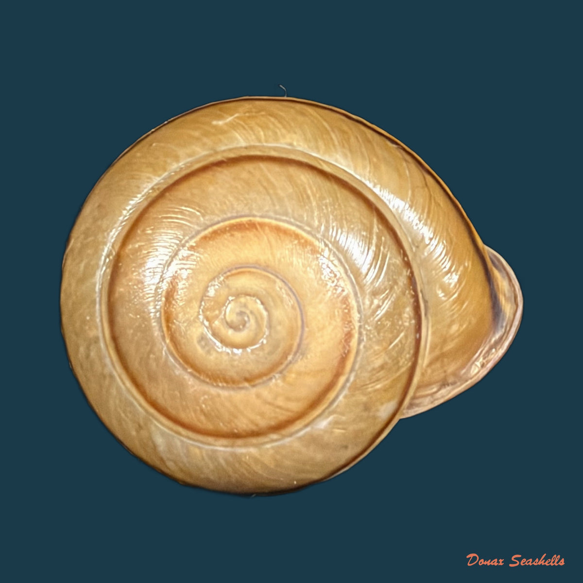 Pleurodonte orbiculata (Ferussac, 1822) - 33,8mm