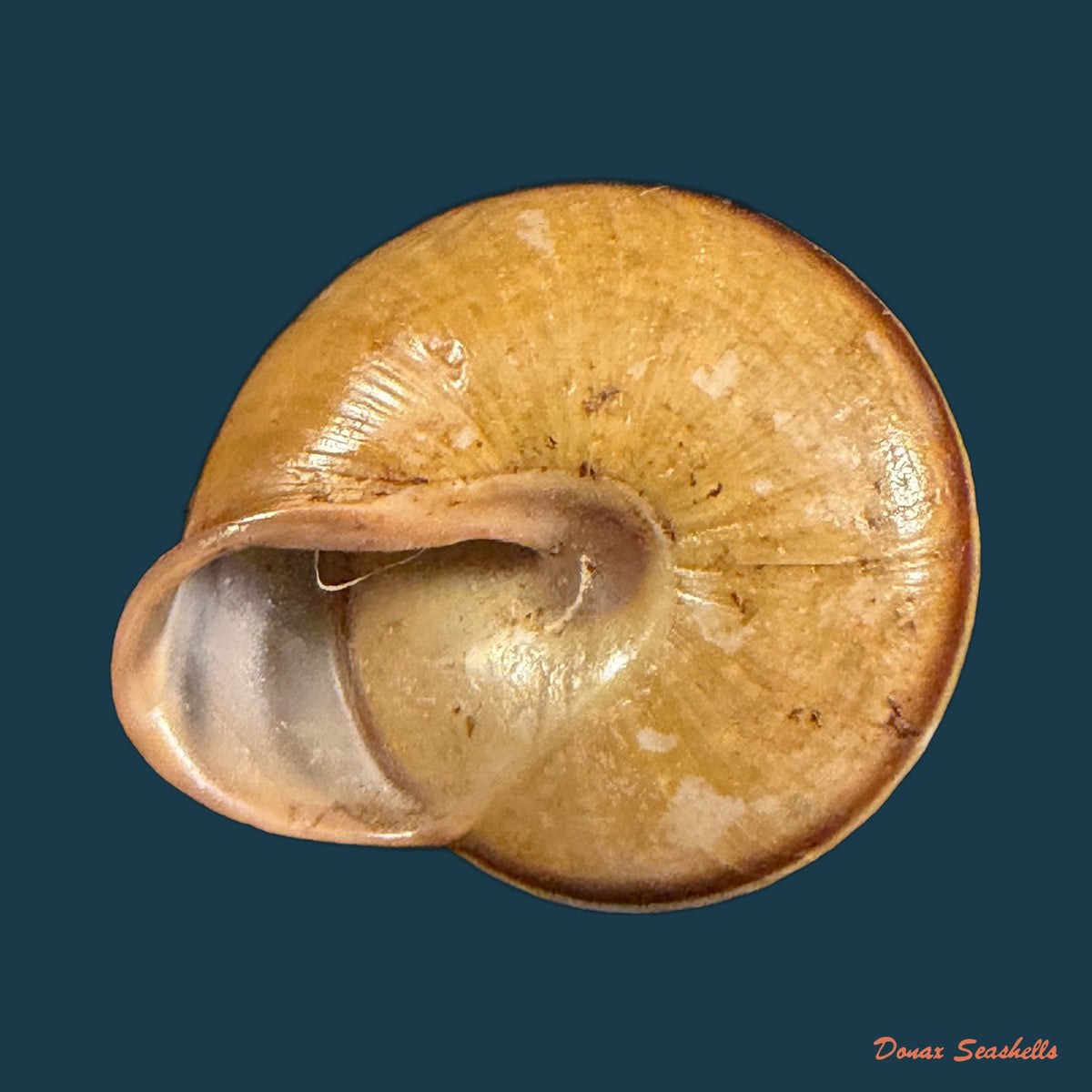 Pleurodonte orbiculata (Ferussac, 1822) - 33,8mm