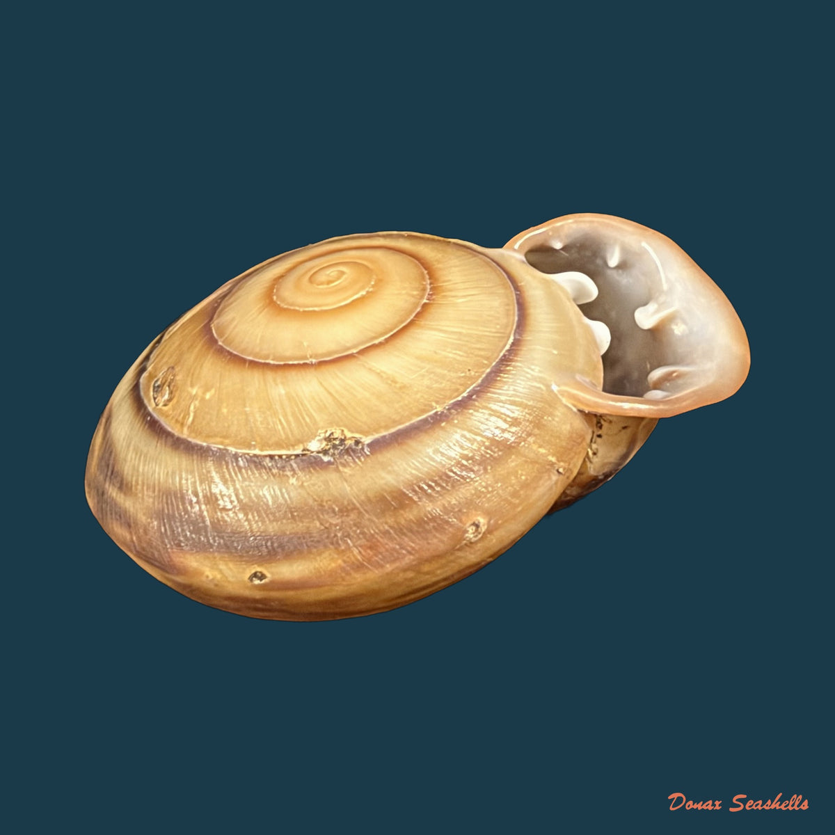 Anostoma octodentatus verreauxianum Hupe, 1857 - 41,5mm