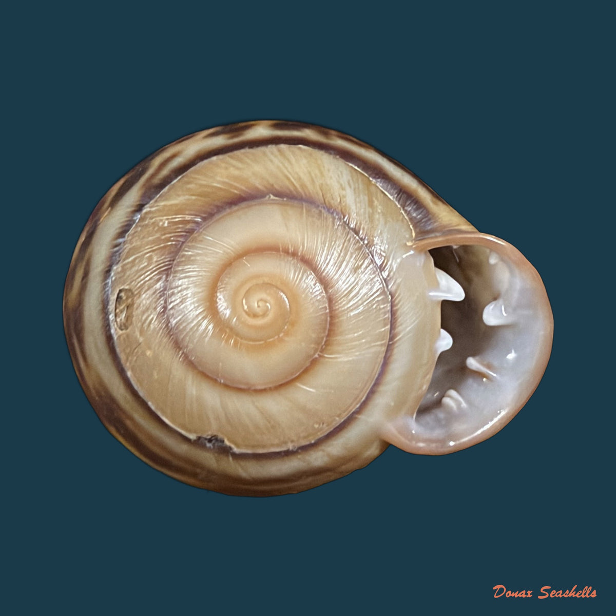 Anostoma octodentatus verreauxianum Hupe, 1857 - 41,5mm