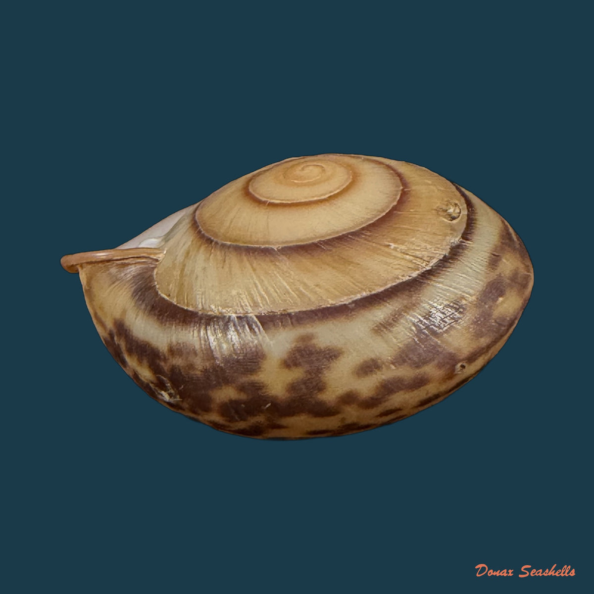 Anostoma octodentatus verreauxianum Hupe, 1857 - 41,5mm