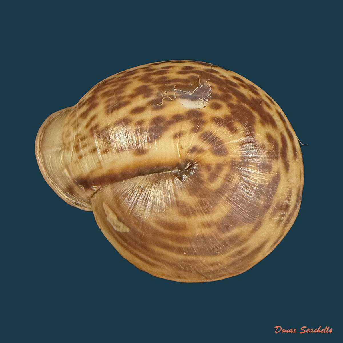 Anostoma octodentatus verreauxianum Hupe, 1857 - 41,5mm
