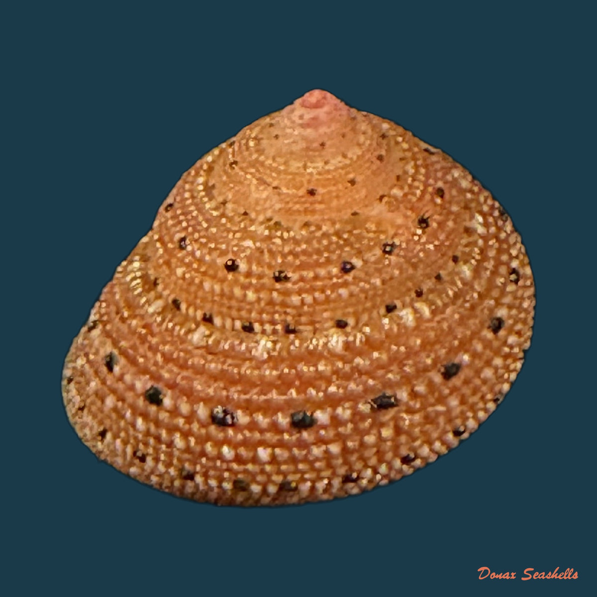 Clanculus puniceus (Philippi, 1846) - 17,7mm