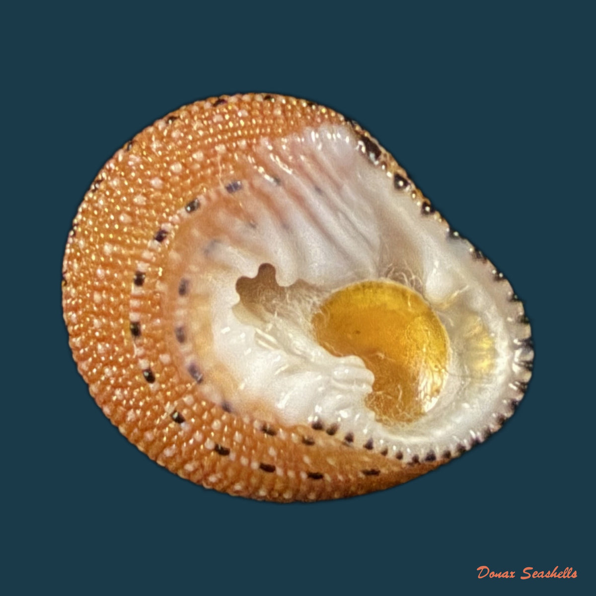 Clanculus puniceus (Philippi, 1846) - 17,7mm