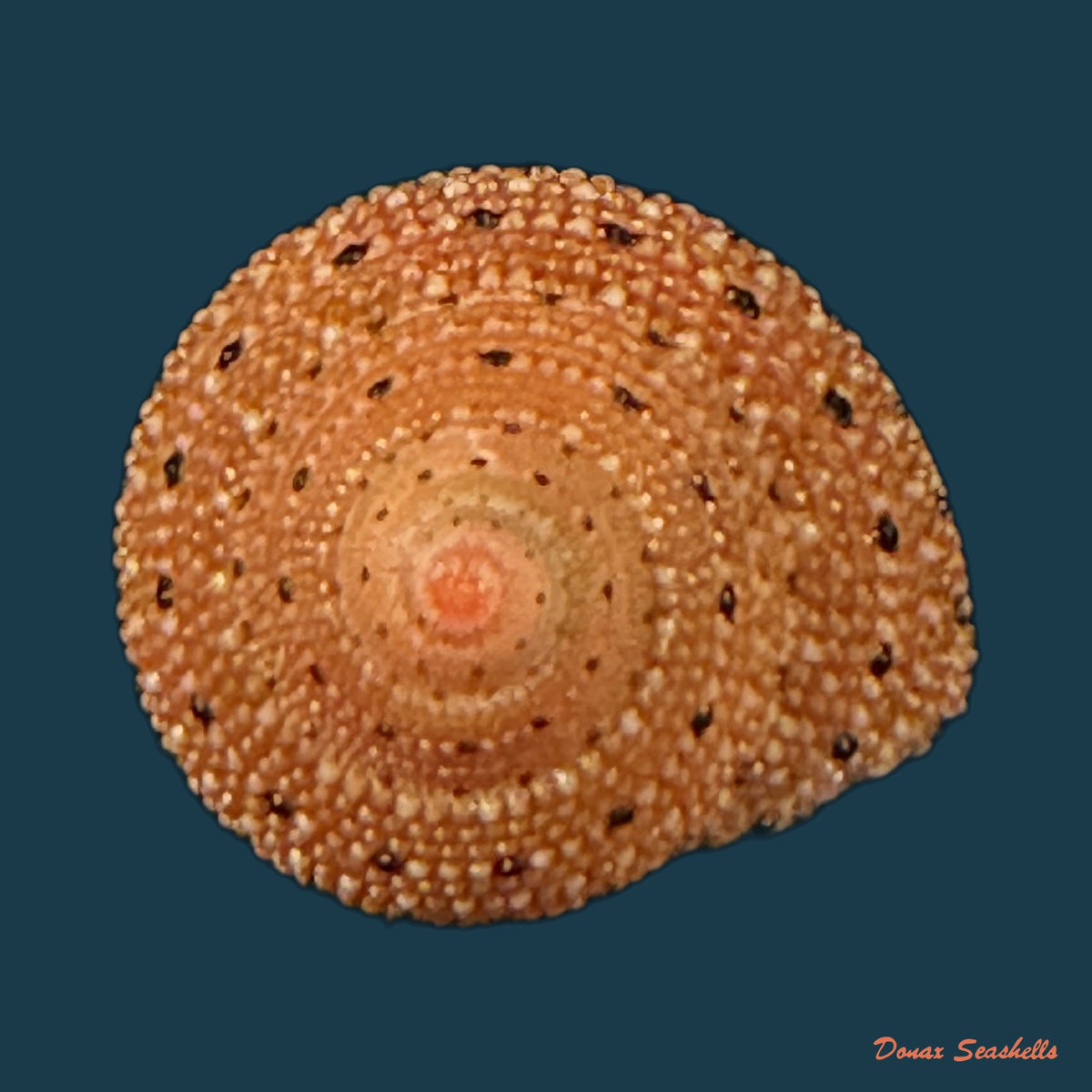 Clanculus puniceus (Philippi, 1846) - 17,8mm