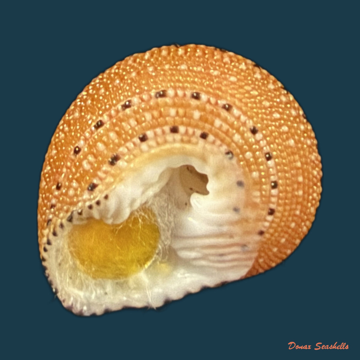 Clanculus puniceus (Philippi, 1846) - 17,8mm