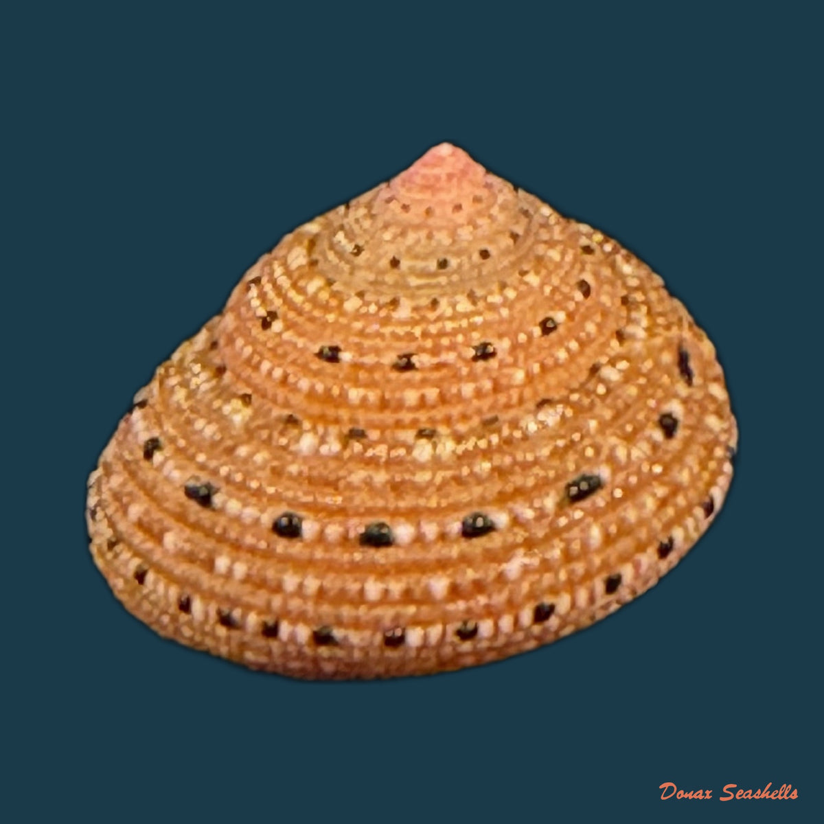 Clanculus puniceus (Philippi, 1846) - 16,7mm