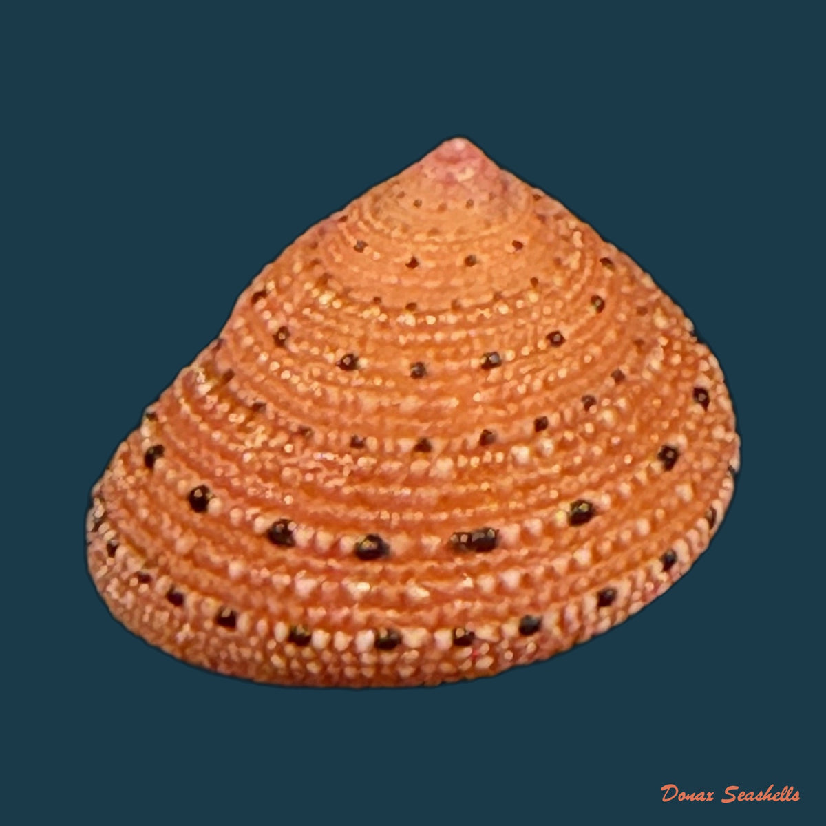 Clanculus puniceus (Philippi, 1846) - 17,3mm