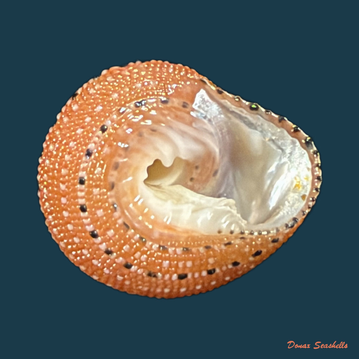 Clanculus puniceus (Philippi, 1846) - 17,3mm
