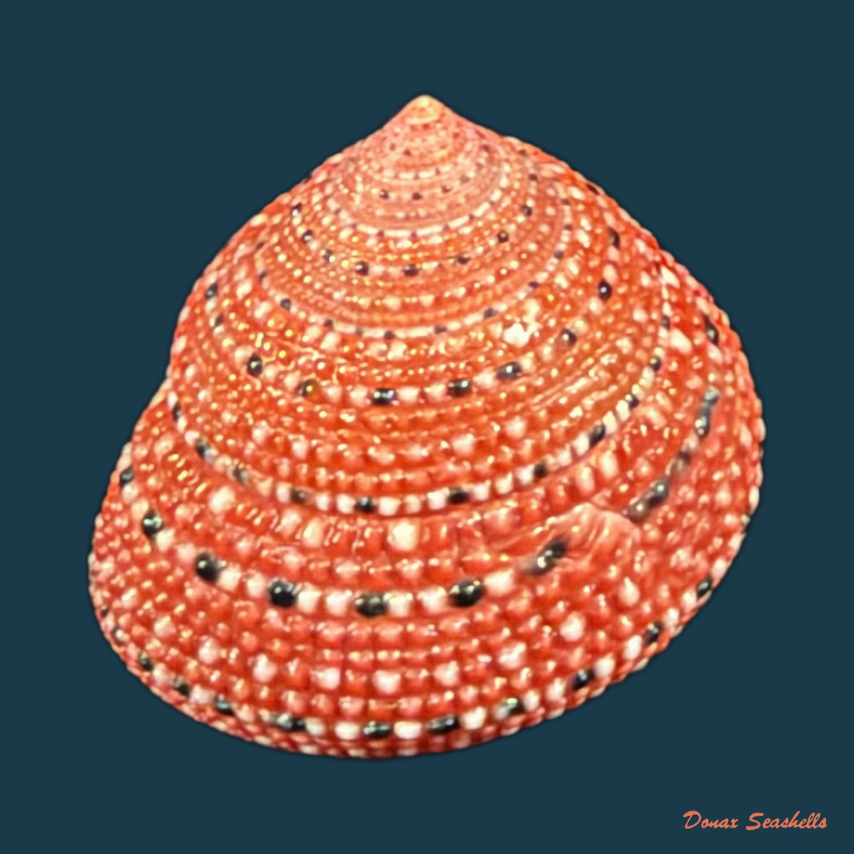 Clanculus puniceus (Philippi, 1846) - 18mm