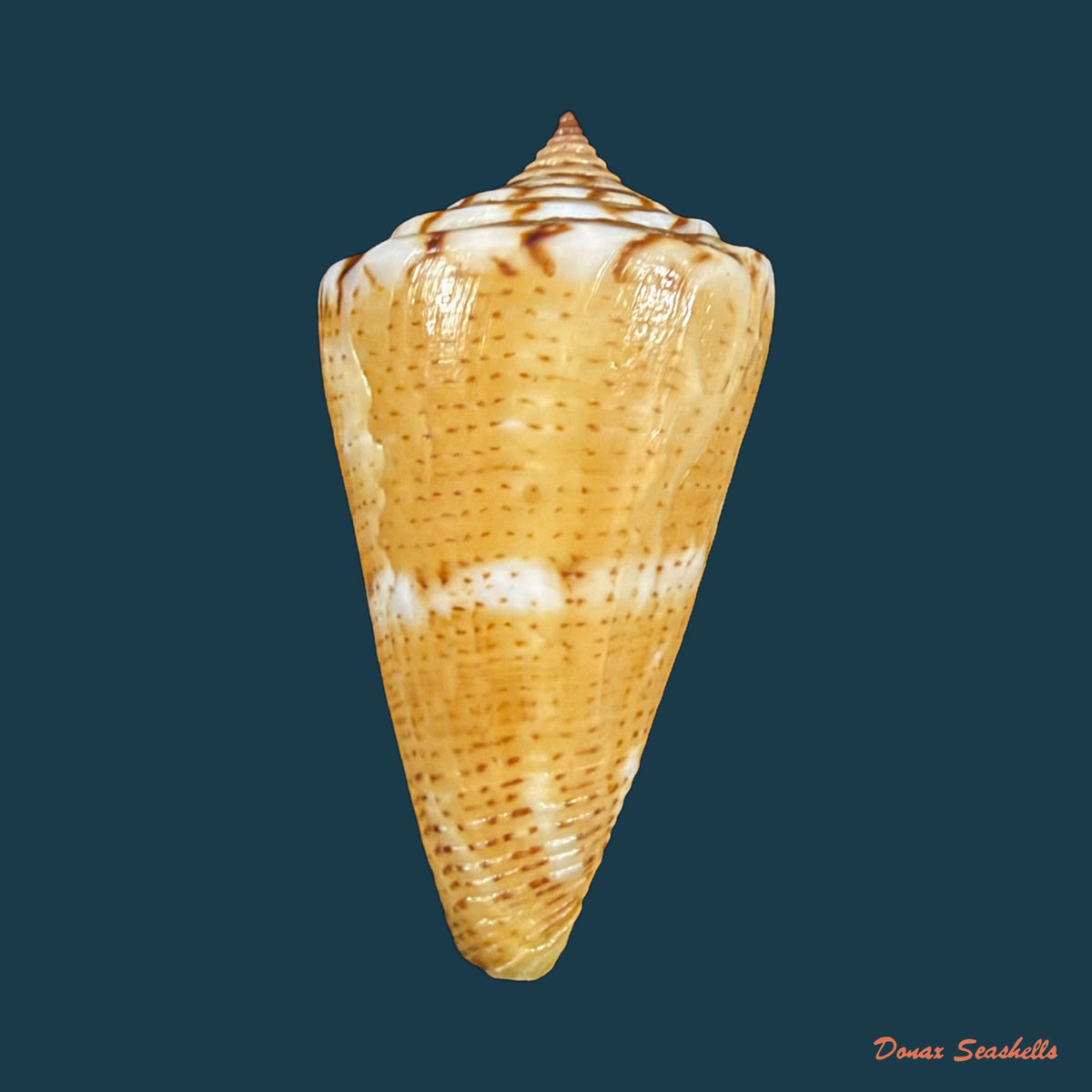 Conus archetypus Crosse, 1865 - 33,7mm