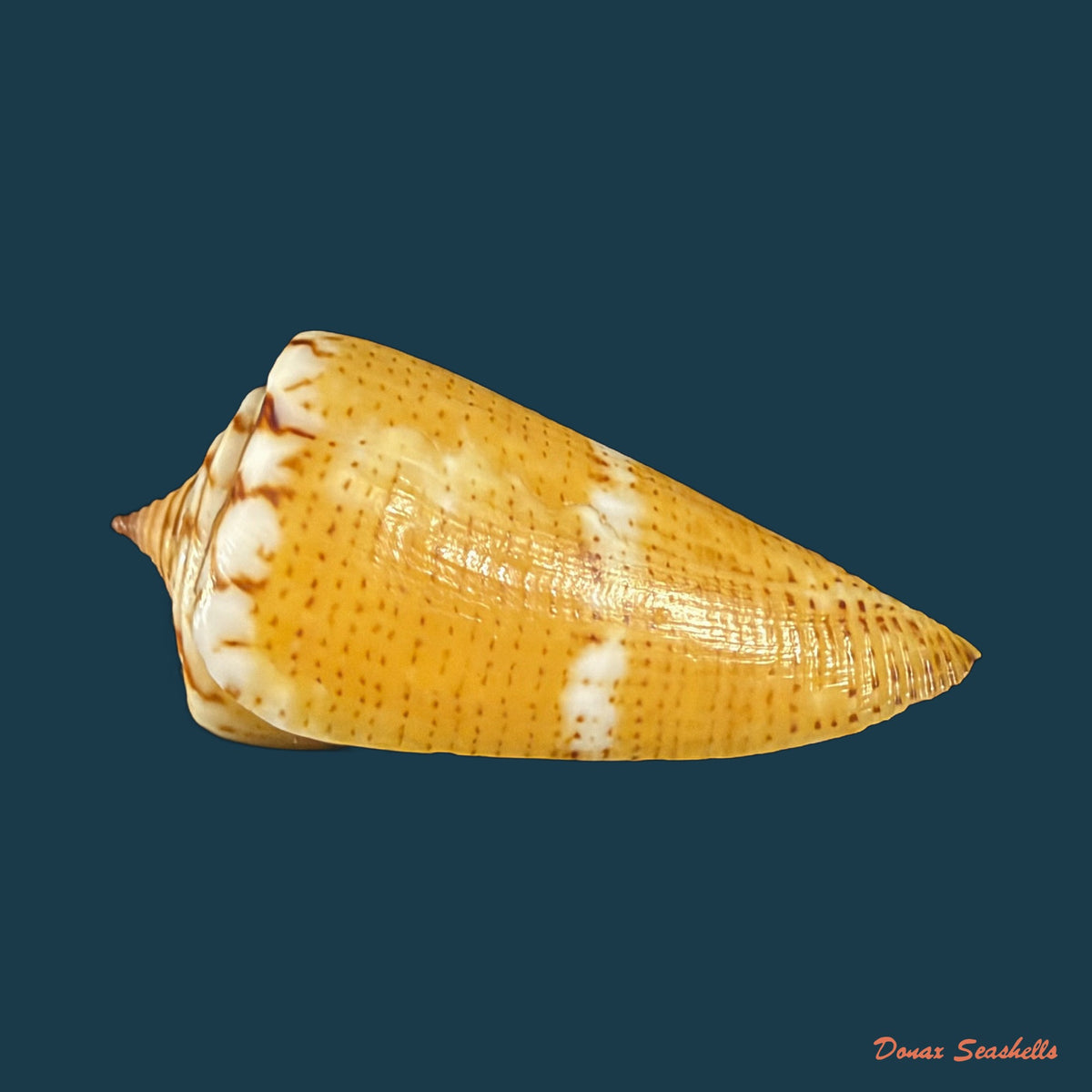 Conus archetypus Crosse, 1865 - 33,7mm