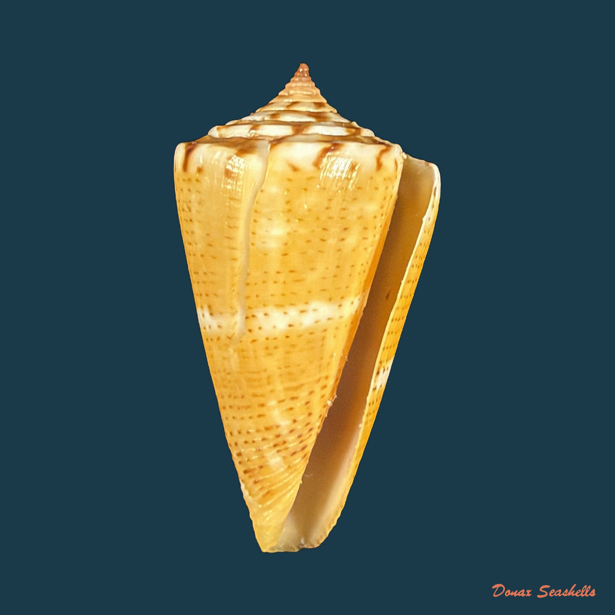 Conus archetypus Crosse, 1865 - 33,7mm