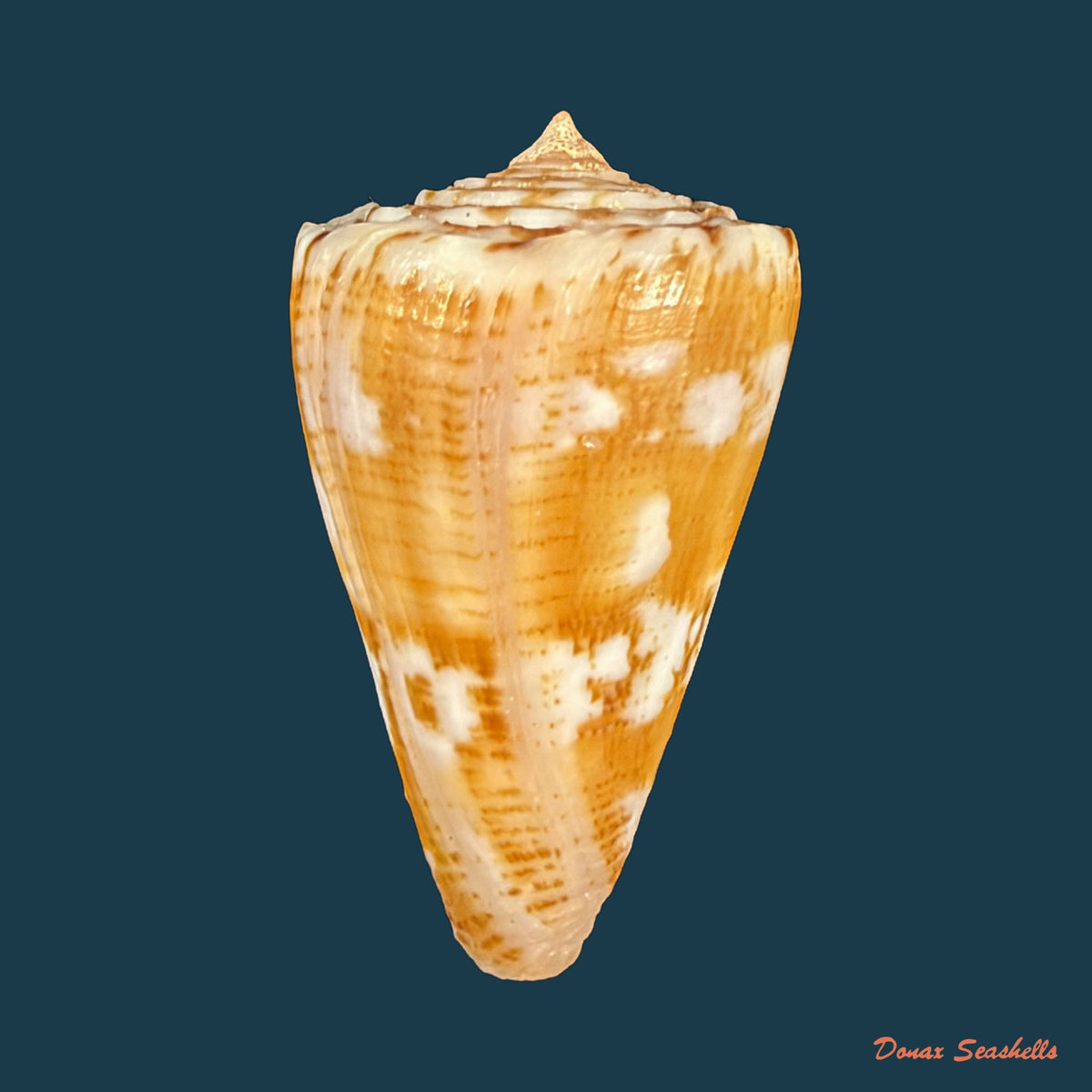 Conus archetypus Crosse, 1865 - 31,9mm