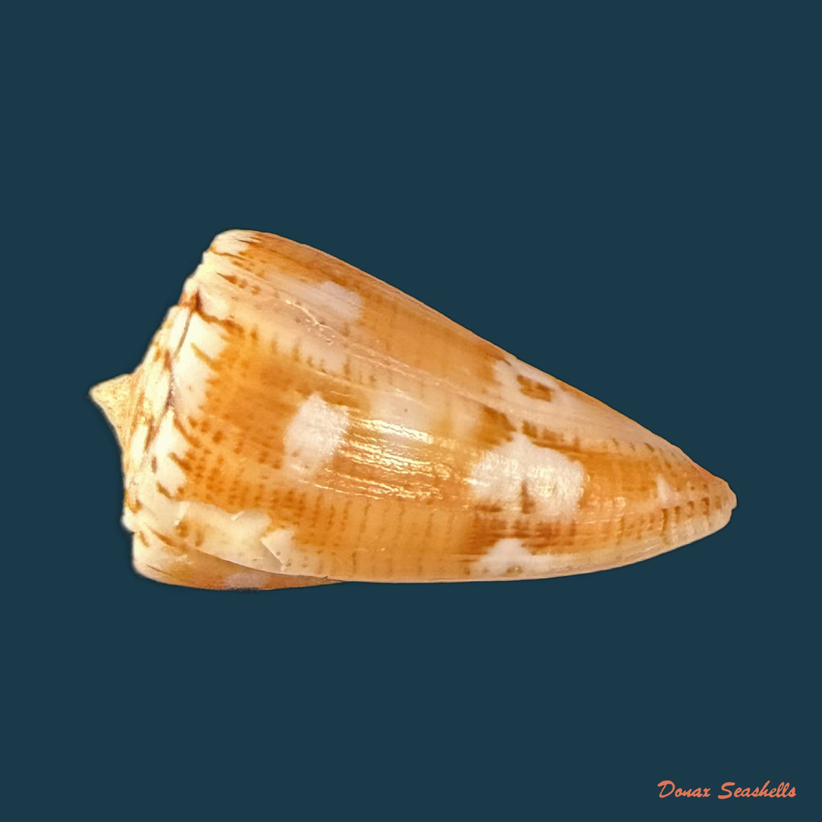 Conus archetypus Crosse, 1865 - 31,9mm