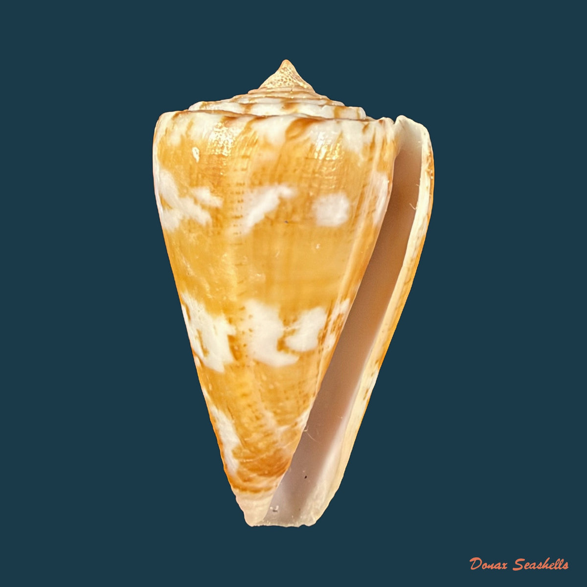 Conus archetypus Crosse, 1865 - 31,9mm