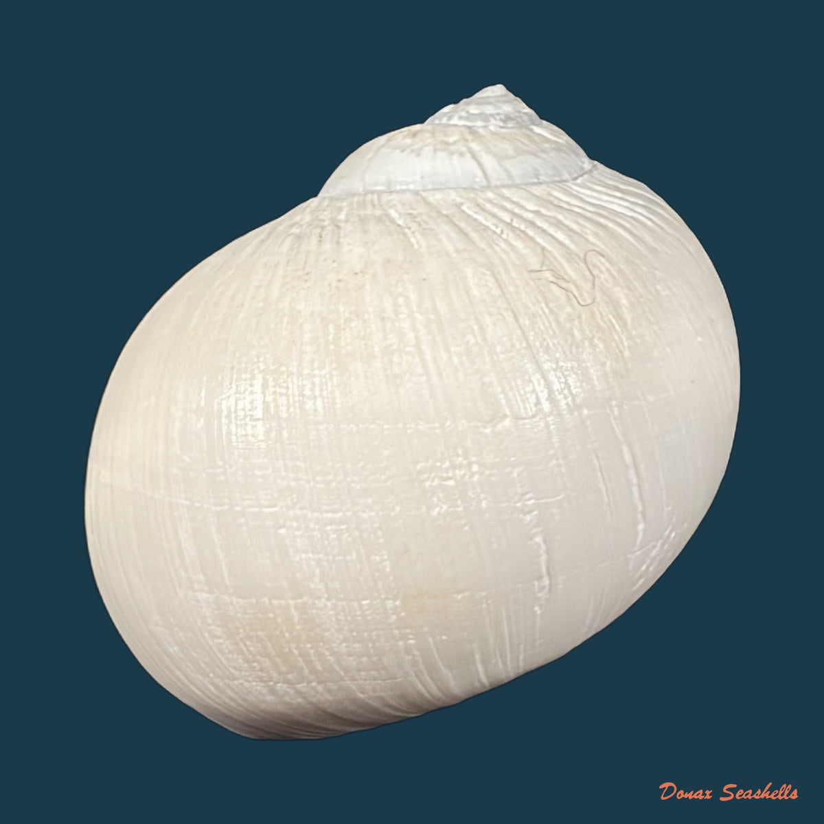 Euspira plicispira (Kuroda, 1961) - 32,4mm