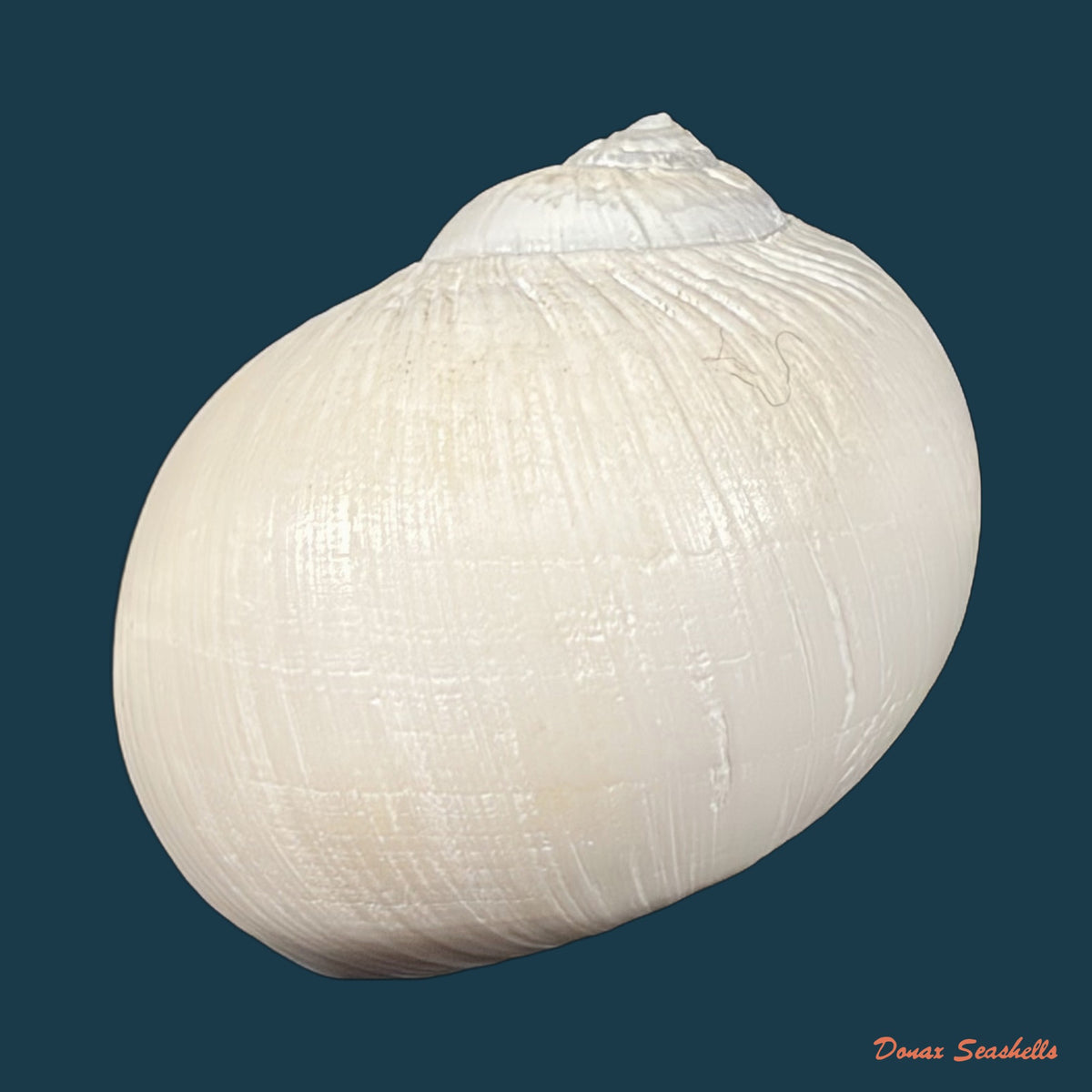 Euspira plicispira (Kuroda, 1961) - 32,4mm