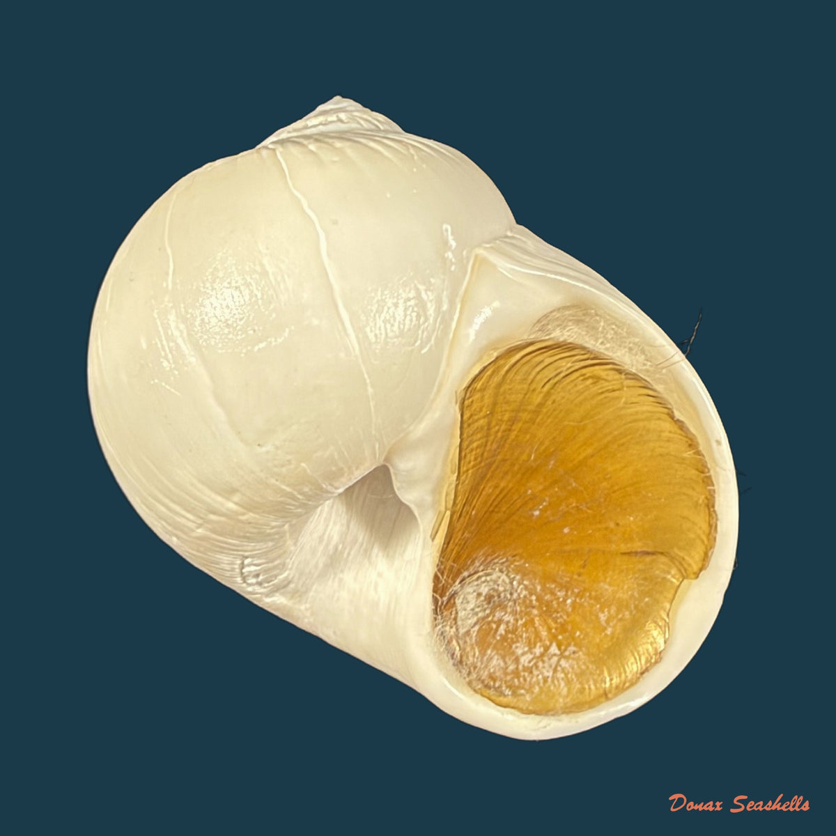 Euspira plicispira (Kuroda, 1961) - 32,4mm