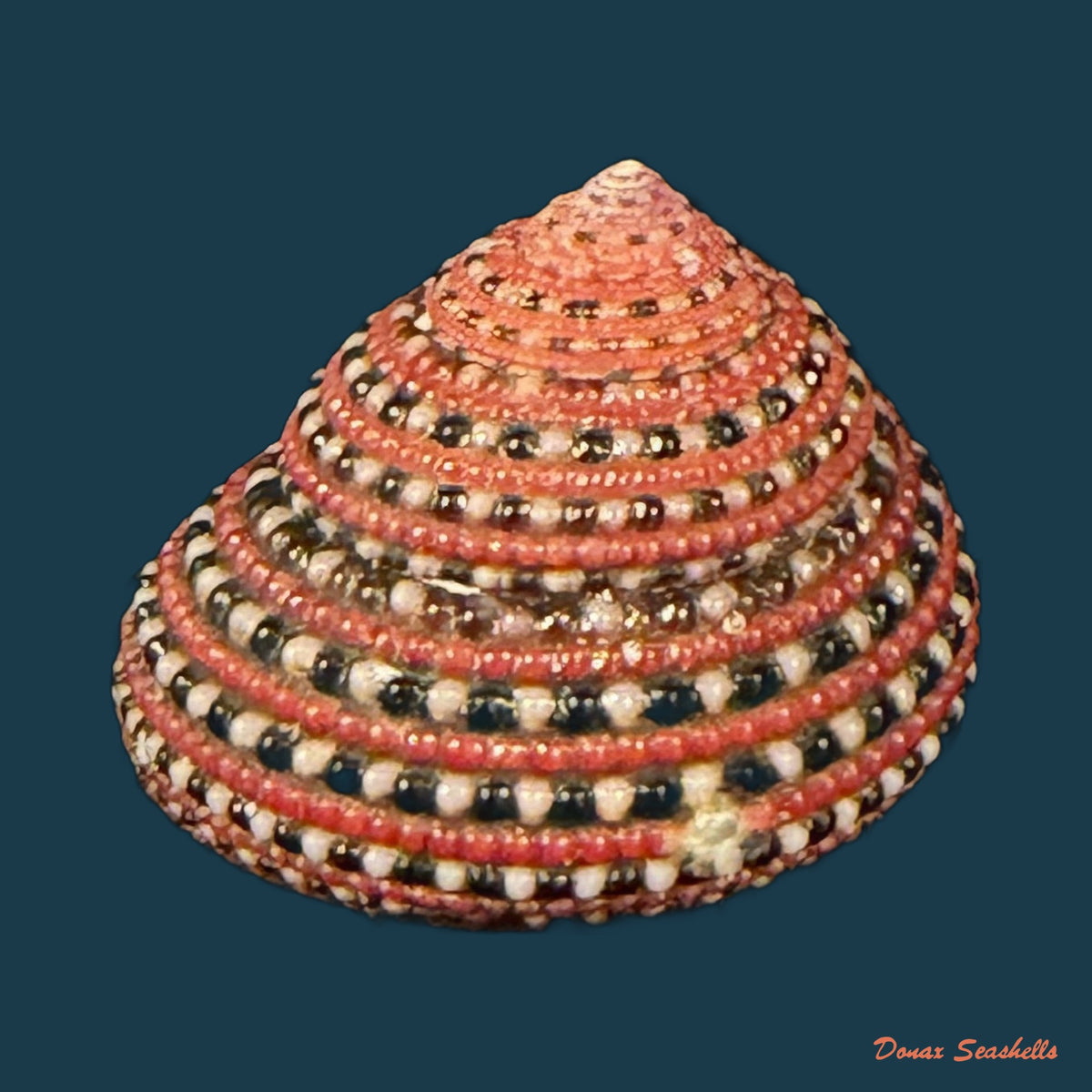 Clanculus pharaonius (Linnaeus, 1758) - 18,1mm