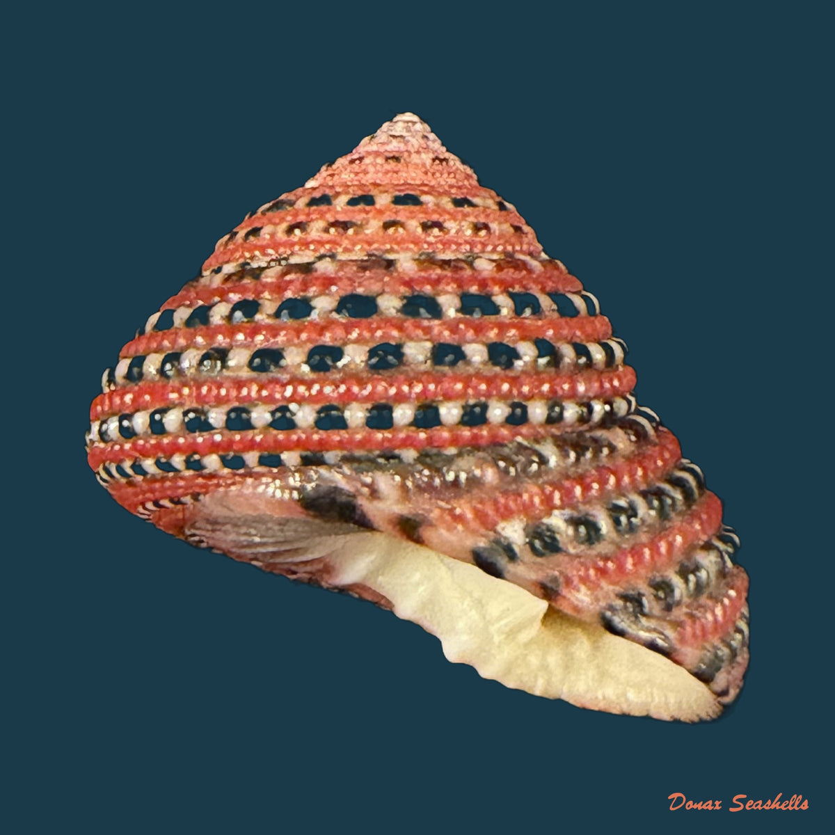 Clanculus pharaonius (Linnaeus, 1758) - 18,1mm