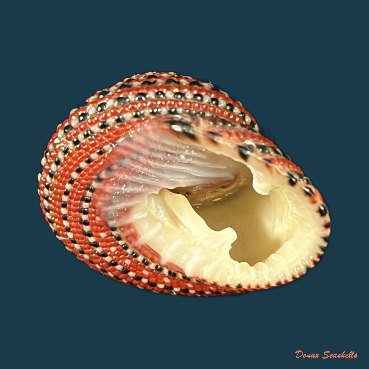 Clanculus pharaonius (Linnaeus, 1758) - 18,1mm